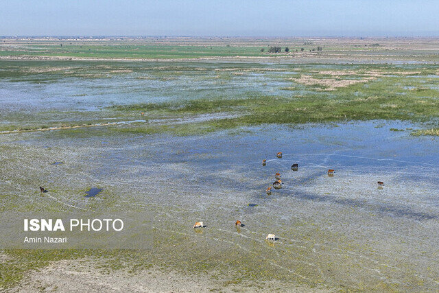 از شمال تا جنوب؛ ۴ تالاب جان دوباره می‌گیرند