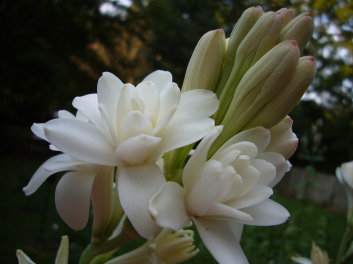 میانگین نرخ ارز در صرافی های مجاز ( سنا )آخرین تغییرات تا ١٤٠٠/١١/٢٥ 