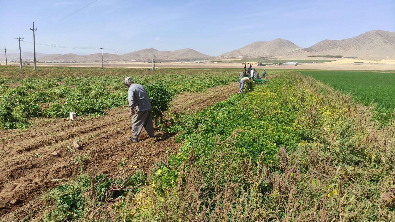 فصل کار و کوشش در دره‌شهر/ برداشت ۱۶ هزار تُن محصول پاییزه