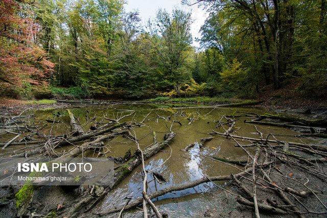 خطر «بیمارپروری» در مدیریت جنگل‌ها