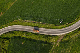 جنگل‌هایی که می‌میرند