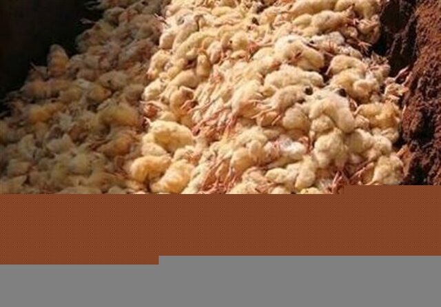 عباسی: نیت اصلی معدوم سازی جوجه‌های یک روزه افزایش قیمت مرغ و تخم مرغ است