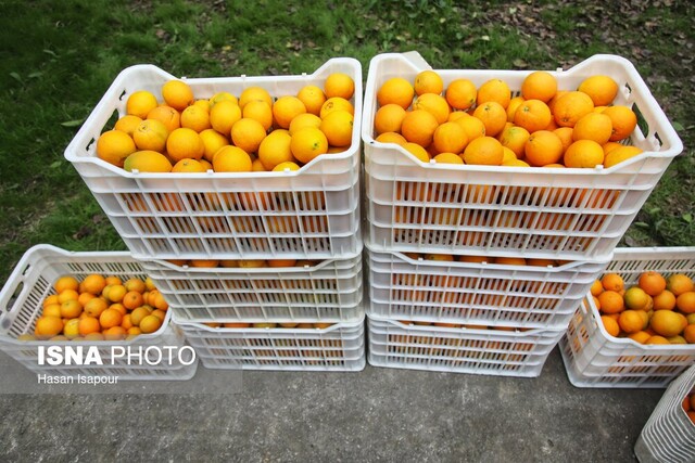 راه نجات پرتقال مازندران؛ از سورتینگ و برندینگ تا فروش مستقیم