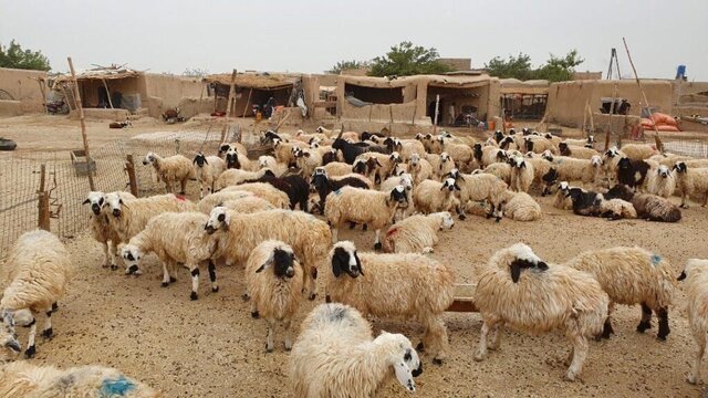 فارس رتبه اول جمعیت دام سبک کشور را دارد
