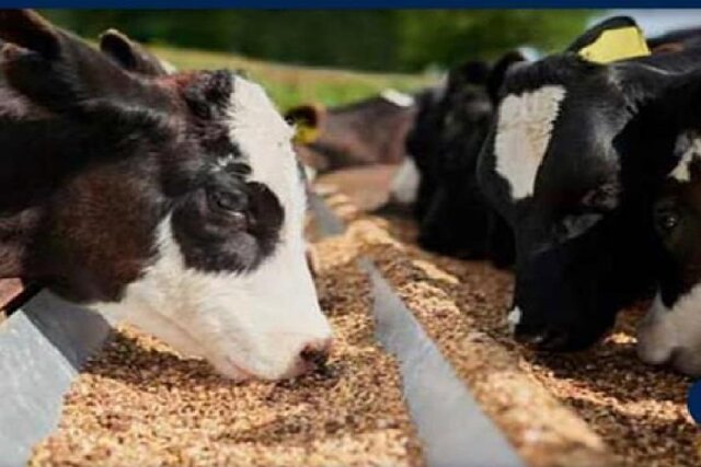 اوره نانویی آهسته‌رهش ایرانی مصرف کود را یک‌سوم کرد/جلوگیری از هدررفت ۱۰ میلیاردی یارانه