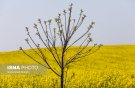  مدیر جهاد کشاورزی شهرستان: بیشترین خرید کلزا در خوزستان به شوش اختصاص دارد