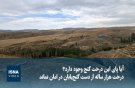درخت هزار ساله از دست گنج‌یابان در امان نماند؛ استان‌ها | آیا پای این درخت گنج وجود دارد؟ 