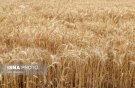 خرید ۲۵۰ تن گندم بذری در خوزستان