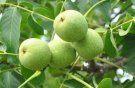 قاچاق، نبود بسته‌بندی و برند تجاری به بازار گردوی تویسرکان ضربه می‌زند