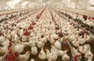 دبیر انجمن تولیدکنندگان زنجیره گوشت و مرغ عنوان کرد: افزایش تاب‌آوری زنجیره‌های تولید گوشت و مرغ در شرایط بحرانی