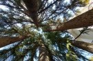 بی‌توجهی به مصوبه شورای شهر؛ دیرزیستان تهران نابود می‌شوند