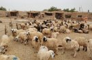 فارس رتبه اول جمعیت دام سبک کشور را دارد