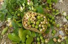 تداوم آیین سنتی برداشت گردو در هزارجریب بهشهر؛ درختانی که دو قرن ایستاده‌اند