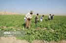 خشکسالی، تولید طالبی ساوه را نصف کرد/ تولید با آبیاری کمتر و چالش‌بیشتر
