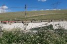 قدیمی بودن برخی مناطق پایتخت از دلایل افزایش موش‌ها/ رهاسازی سگ‌های ولگرد از شهرهای همجوار در تهران