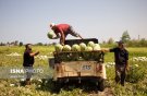 آبی که به اقتصاد «آب‌محور» مبتلاست