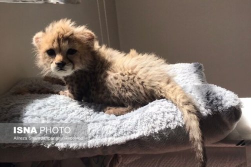 آخرین وضعیت سومین توله یوز «ایران»/ نام «پیروز» تایید نشده است