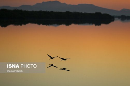 هشدار محققان برای وارد شدن آسیب به جنگل حرا/پیشروی امارات به سمت ابوموسی با توسعه سواحل