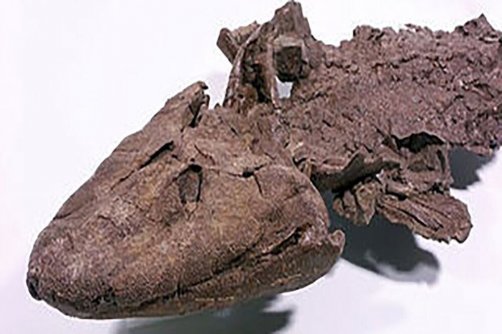  چندرسانه‌ای ویدئو روز ویدئو| کشف فسیل‌های ۴۰ میلیون ساله در نطنز