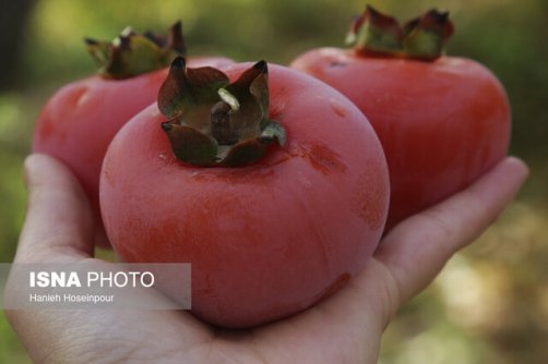 خرمالوی گیلان؛ از پیش بینی برداشت ۲۹۰۰ تنی تا مبارزه غیرشیمیایی با مگس میوه