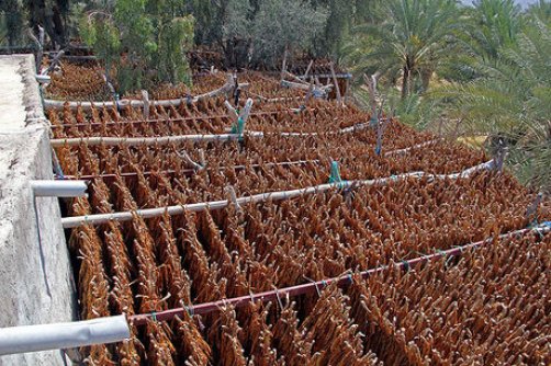 تولید تنباکو ۲ برابر شد؛ صادراتش ۳ برابر