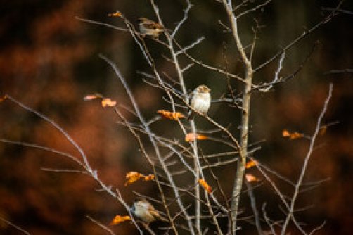  ایران‌ زیباست؛ پاییز فصل رنگ و نور