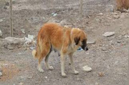 بادرود به عزیزان طاری