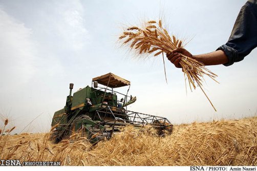 آمادگی کامل برای خرید تضمینی گندم در خوزستان