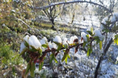 سیلی سخت سرما بر گونه شکوفه‌های بهاری ساوه