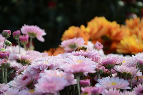 محلات، میزبان بیست و یکمین نمایشگاه گل‌های داوودی