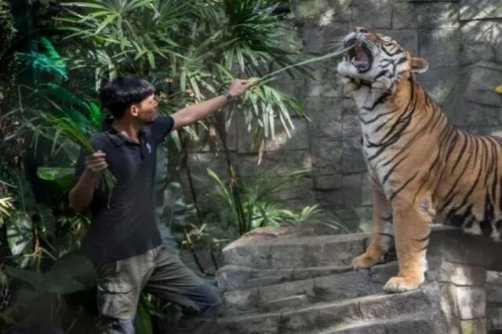 مرگ ده‌ها ببر در تایلند بر اثر ویروسی کشنده؛ منشا بیماری هنوز مشخص نیست