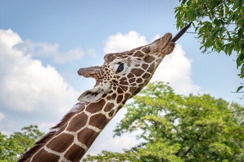 22 نکته درباره «حیوان سر به هوا»