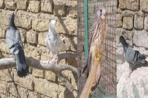 کشف ۴ بهله پرنده شکاری و وحشی از صیادان غیربومی در دامغان