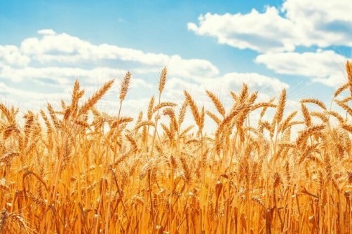 پیش‌بینی تولید یک میلیون تن گندم در کرمانشاه