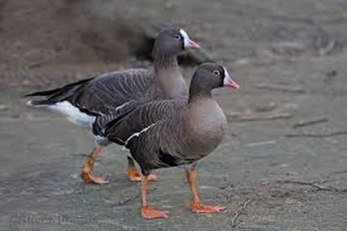 سرشماری ۱۵۶ گونه پرنده آبزی و کنارآبزی در ایران