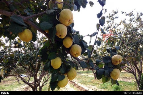  کارشناس جهاد کشاورزی نطنز خبر داد:  برداشت ۲ هزار تُن «بِه» در نطنز