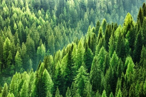 حیات جنگل‌های جهان در گرو چند درجه دما