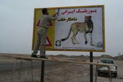 رایزنی محیط زیست با منابع طبیعی برای حفاظت از زیستگاه یوز