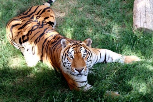 از ببر بنگال باغ وحش ارم چه خبر؟