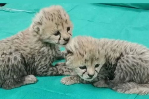 اما و اگرهای تولد دو توله یوز در پاییز