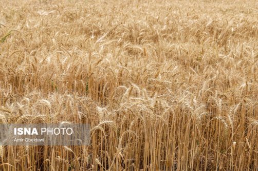 خرید ۲۵۰ تن گندم بذری در خوزستان
