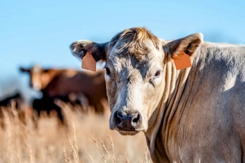 دوستداران محیط‌زیست چقدر گوشت بخورند؟