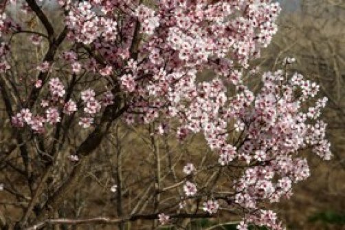 شکوفه‌های بهاری در زمستان 