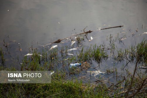 پساب‌های شهری و روستایی بلای جان رودخانه‌ها و آبزیان