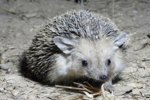 مشاهده و ثبت گونه خارپشت گوش بلند برای اولین بار در لرستان