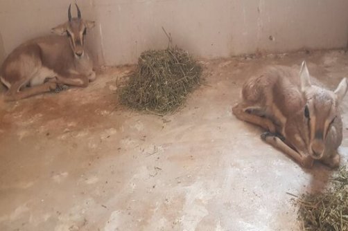 کشف ۲ آهوی زنده از یک منزل مسکونی در دشتستان