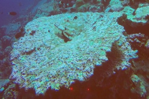 گرمای تابستان عامل سفید شدگی ۹۱ درصد دیواره بزرگ مرجانی