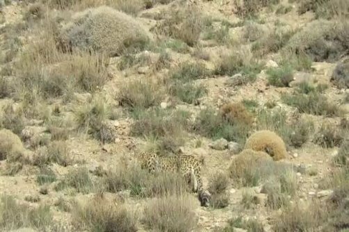 رشد جمعیت حیات وحش فیروزکوه در سرشماری‌های سالیانه