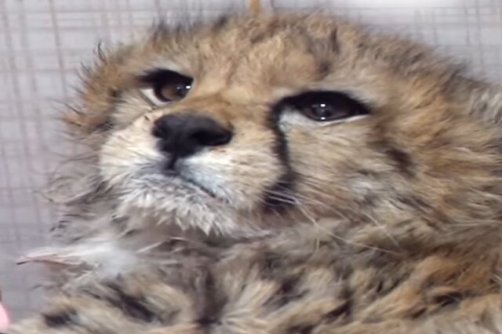 واکنش سازمان محیط زیست به انتقادات درباره مرگ «پیروز»/ همه اسناد پزشکی موجود است