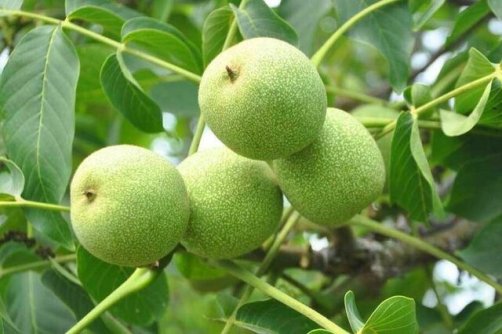 قاچاق، نبود بسته‌بندی و برند تجاری به بازار گردوی تویسرکان ضربه می‌زند